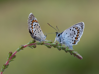 19 Silver-Studded-Blues 