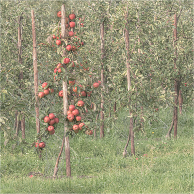 Red Apples 17