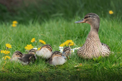 Mallard-With-Young 16