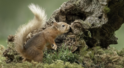 Red-Squirrel 19