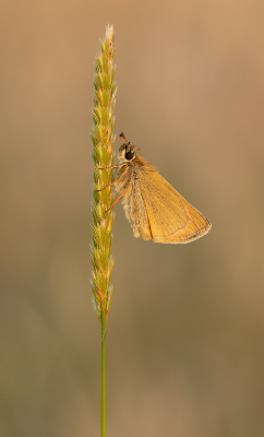 19 Small Skipper Roosting Before Sunset