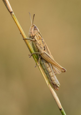 Common-Field-Grasshopper 18