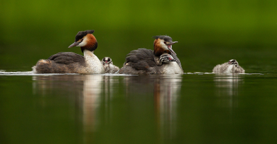 Great-Crested-Grebe-Family 20
