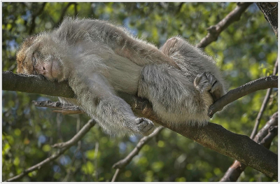 19 Sleeping-Macaque-1