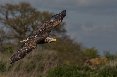20 Juvenile-Bald-Eagle-In-Flight