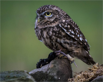 14 Little-owl-with-prey