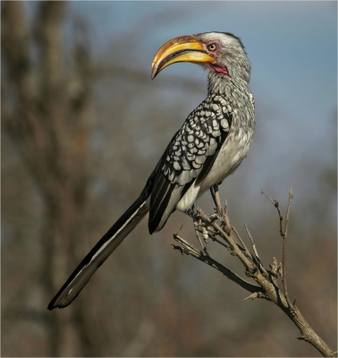 19 Southern-Yellow-Billed-Hornbill-Tockus-leucomelas