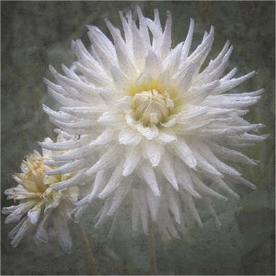 19-white-dahlia