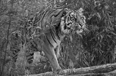 19 Tiger-on-log