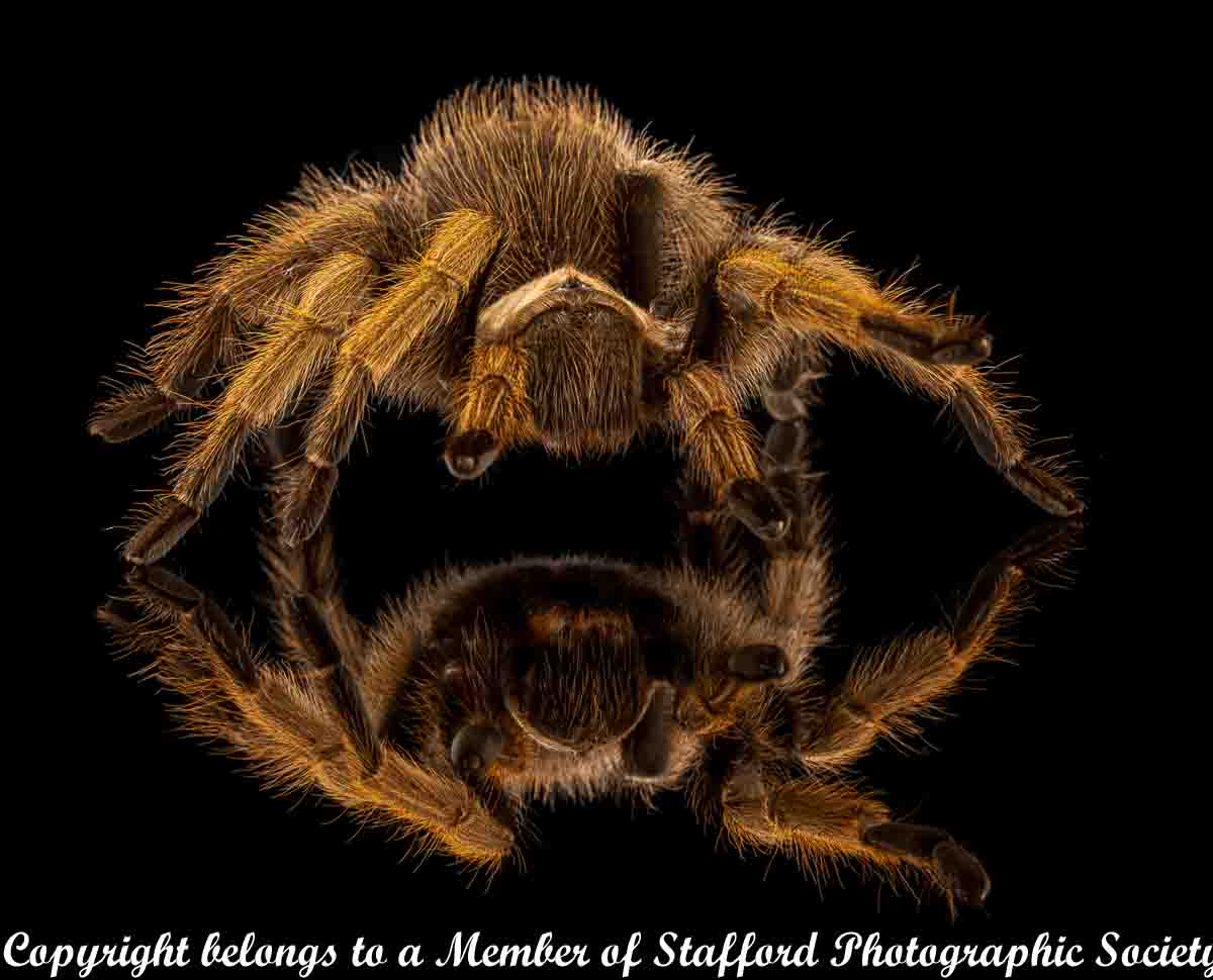 17.692-Arizona-Blonde-Tarantula