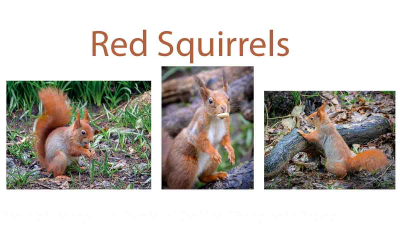 16.154-Red-Squirrels
