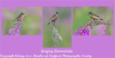 18.923-Singing-Stonechats
