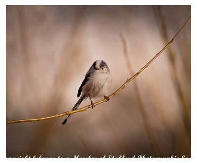 18.154-Long-Tail-Tits