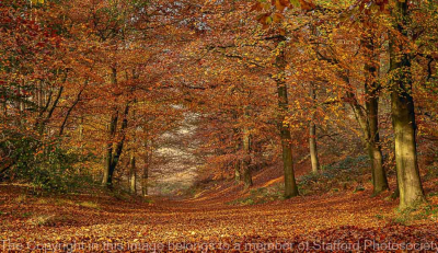 18 autumn-glory