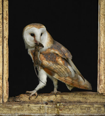 19-Barn-Owl-With-Mouse-Catch