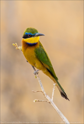19 Blue-breasted-bee-eater