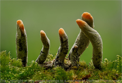 20-Dead-Mans-Fingers