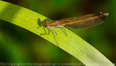 19-Female-Banded-demoiselle-Drying-Off