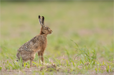 19-Hare-on-alert