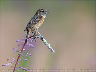 20-Stonechat-female