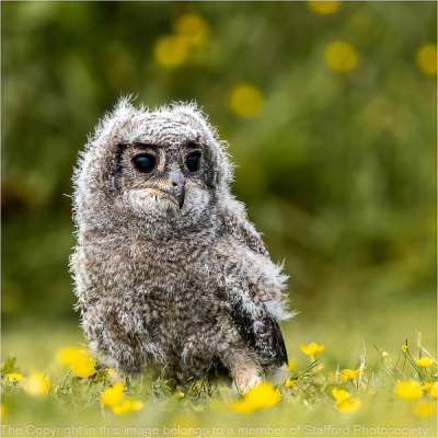 17-Vermiculated-Eagle-Owl