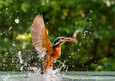 19 Kingfisher-Alcedinidae