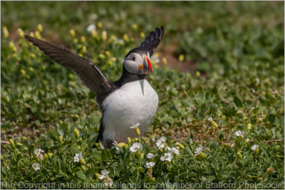 19-Puffin-Hanging-Out-to-Dry