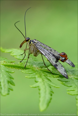 20-Scorpion-Fly-on-fern
