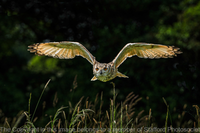 17 Short-Eared-Owl