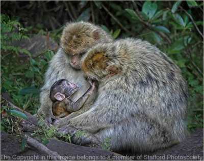 19-Suckling-Barbary-Macaque