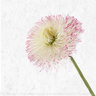 18-Bellis