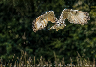 18-Bengal-Eagle-Owl