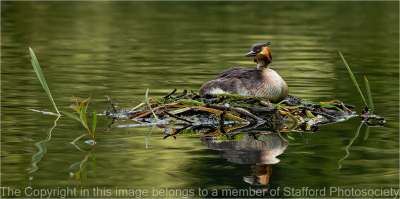18 Great-Crested-Grebe-On-Nest