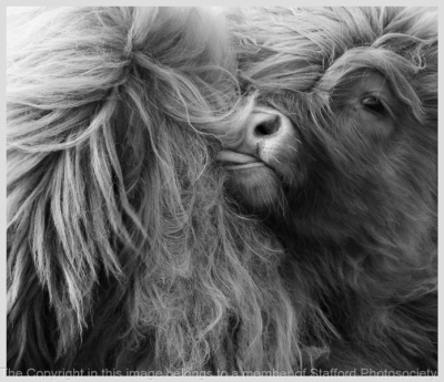 18 Highland Calf