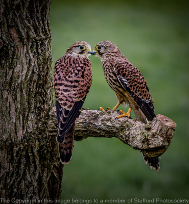 20-KISSING-KESTRELS