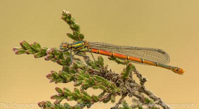 18-Large-Red-Damselfly