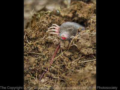 18 Mole Pursuing Earth Worm