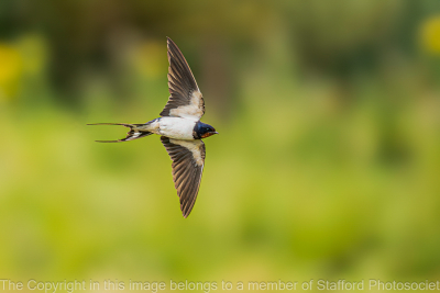 17-One-swallow-doesnt-make-a-summer