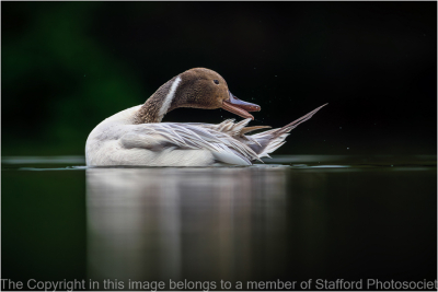 19-Pintail