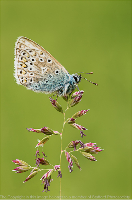 19-Common-Blue-on-Meadow-Grass