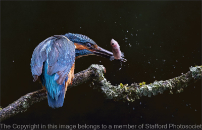 18-Kingfisher-stunning-fish