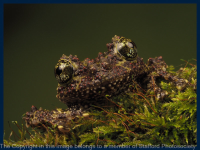 17 Mossy Tree Frog