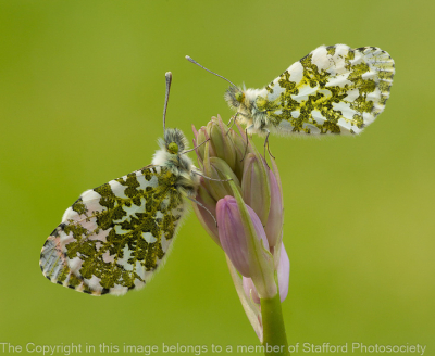 20 Pair-Of-Orange-Tip-Butterflies