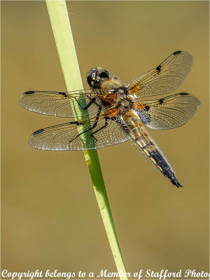 19-Broad-Bodied-Darter-Female