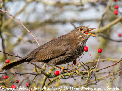 17-Female-blackbird-swallowing-a-berry