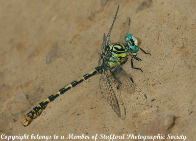 13-Golden-ringed-Dragonfly