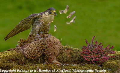 20-LET-US-PREY