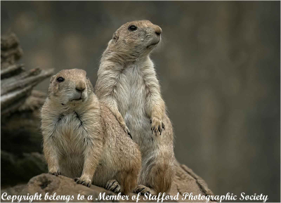 20-Prairie-Dog-Lookouts