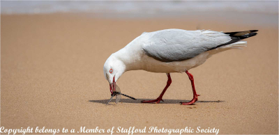 18-Red-Billed-Gull-with-Yellow-Emperor-Dragonfly 