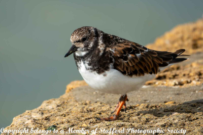 15 Ruddy Turnstone.